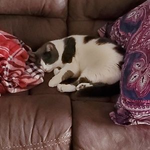 Meet your Posher, Cynthia